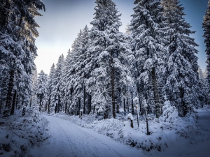 Wald im Winter