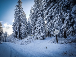 Winterwald tief verschneit