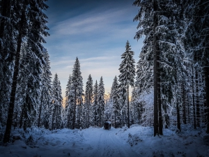 Erstes Abendrot im Winterwald