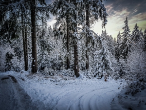 Abenddämmerung im Wald