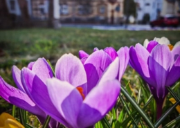 Sonneberger Frühling