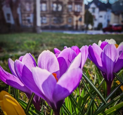 Sonneberger Frühling