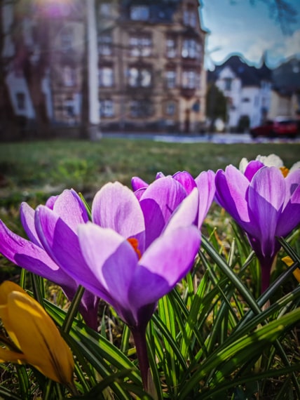 Sonneberger Frühling