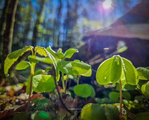 Idylle im Kleinziegenfelder Tal