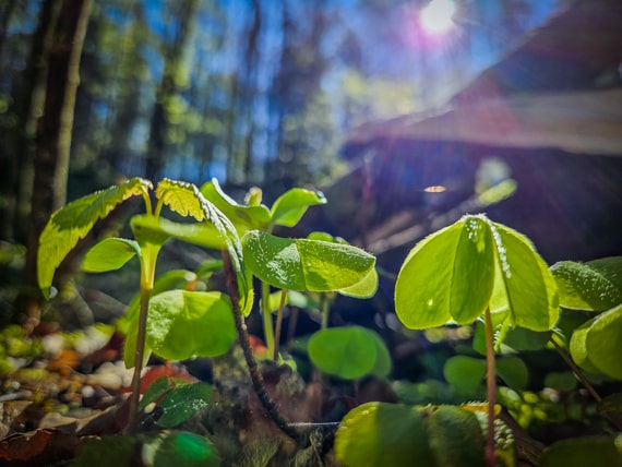 Idylle im Kleinziegenfelder Tal