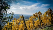 Tour Nr. 56 Stollberg Frankens höchster Weinberg