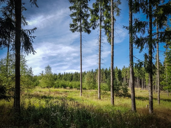 Thüringer Wald wandern