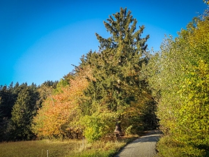 Weg in den Wald