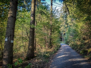 Der Weg im Wald