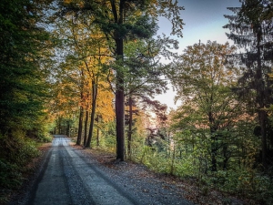 Kurze gerade Etappe im Wald