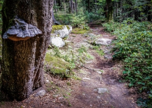 Felsiger Wanderpfad am Berghang