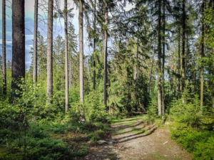 Weg ohne Wegweiser bergab