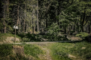 Mündung auf breiten Forstweg