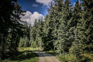 Bergauf wieder an die Westflanke des Schneebergs