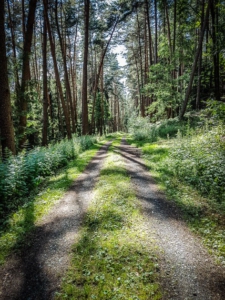 Schöner lichter Waldweg