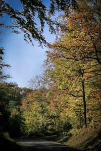 Weg in den Wald