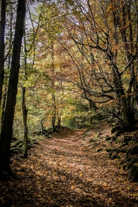 Weg im Laubwald