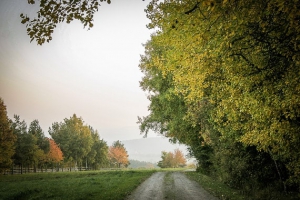 Rückweg an Hecken entlang