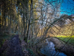 Im Wald an der Lochau entlang