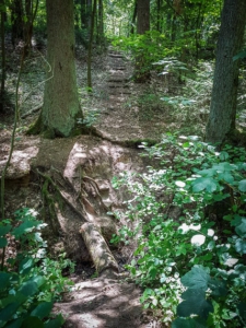 Auf Baumstamm über Bach