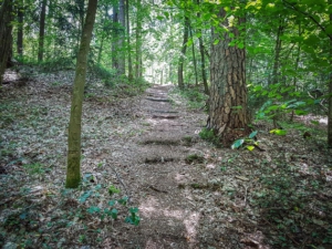 Naturtreppe im Wald