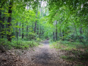 Gerader Wanderweg durch den Wald