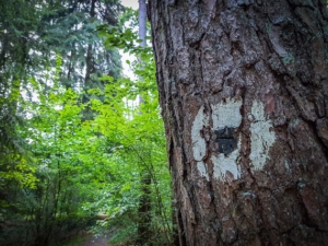 Wegweiser schwarzer Punkt am Baum