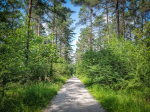 Schnurgerade durch den lichten Wald