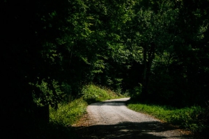 Breiter Weg in den Wald