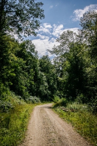 Lichter Forstweg