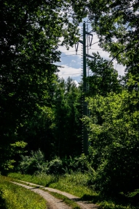 Mast im Wald