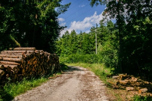 Auf breitem Forstweg