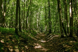 Durch leichten Hohlweg