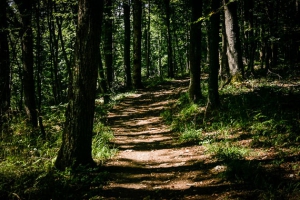 Licht und Schatten im Wald