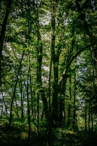 Wallerwarte Forchheim hinter Bäumen