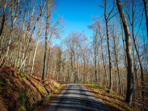 Forstweg im Laubwald