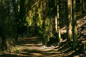 Wald unter aufragenden Felsen