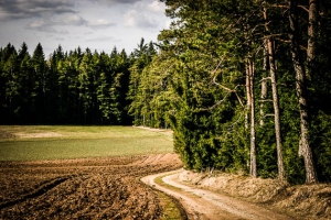 Waldrand an großer Lichtung