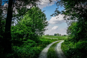 Waldrand im Talgrund