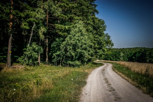 Auf einen Waldrand zu gehen