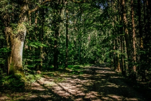 Schattiger Weg im Wald