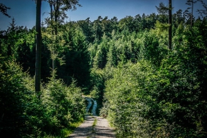 Weg im Wald bergab