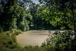 Trüber Waldweiher