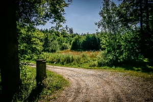 Der Wald öffnet sich