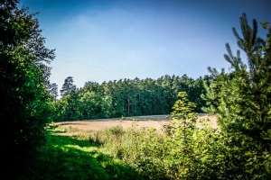 Wandern auf stillen Wegen bei Frankfurt im Steigerwald