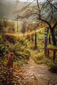 Rückweg nach Kersbach an Streuobstwiese vorbei