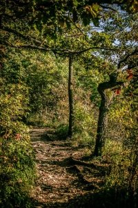 Mainwanderweg Wandersteig im Wald