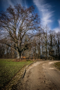 Baum mit Kruzifix