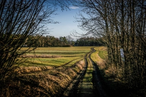 Aus der Hecke hinaus