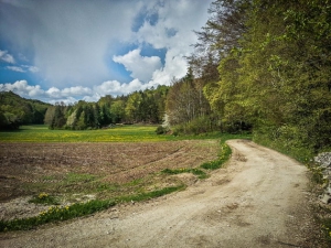 Breiter Weg am Waldrand entlang